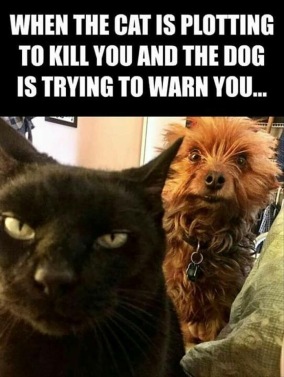When the cat is plotting to kill you and the dog is trying to warn you.